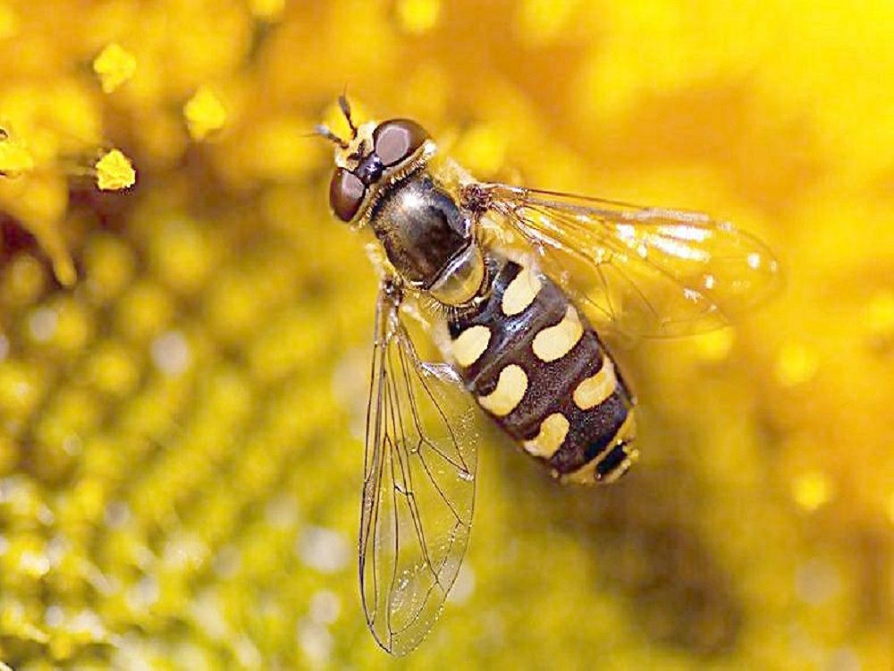 蜂胶在蜂群中有什么作用?