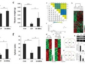 蜂王浆如何提高人体免疫力?科研解读来了