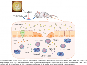 蜂王浆具有抗肠道炎症作用!
