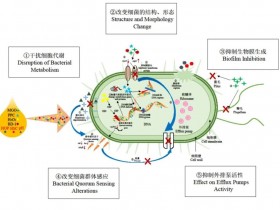 蜂蜜抑菌作用的研究进展及其遏制细菌耐药性的潜力 !