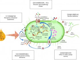 蜂蜜的抑菌机理研究