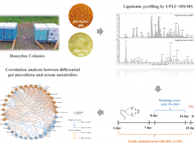 研究揭示蜂花粉和蜂王浆脂质预防小鼠结肠炎差异机制