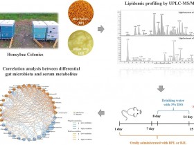 蜂王浆和蜂花粉对结肠炎的作用效果