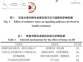 蜂蜜对胰岛素抵抗作用机制