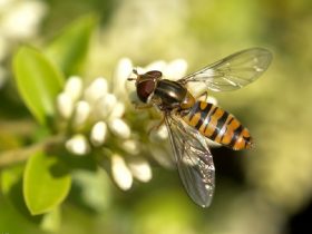 蜂胶可有效治疗四大类慢性疾病