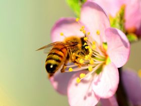 蜂胶对癌症有防治作用