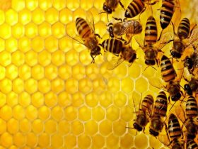 蜂胶能有效防治肠胃疾病
