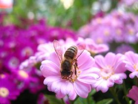 蜂胶对人类健康有什么影响?