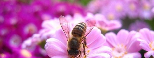 蜂胶对人类健康有什么影响?