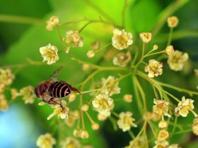什么样的蜂胶才是好蜂胶呢?