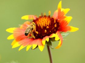 怎样正确服用蜂胶？蜂胶怎么吃？