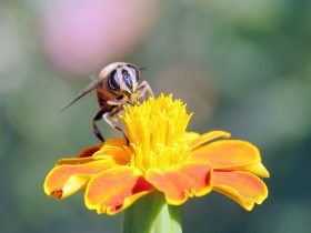 蜂胶主要的活性成份有哪些？