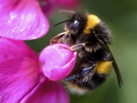 蜂胶为何能抗癌？
