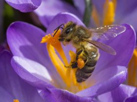 欧洲非洲蜂胶的功效成分研究