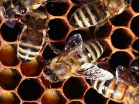 蜂胶被誉为“天然小药库”