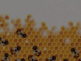 我国蜂胶产业发展中面临的五大问题及应对措施
