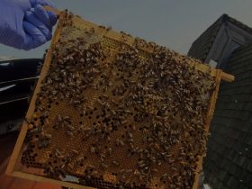 什么是蜂胶，为什么你应该考虑使用它？