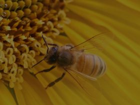 蜂胶的11个健康益处
