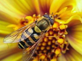 蜂胶：一种非凡的天然物质