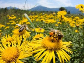 蜂胶如何有益于您的健康？