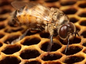 蜂胶阻止神经纤维瘤和癌症的肿瘤