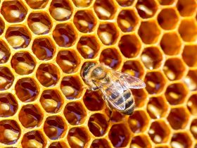 蜂王浆保健功能的探讨