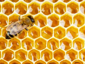 研究发现，蜂胶可有效减缓结肠癌的扩散