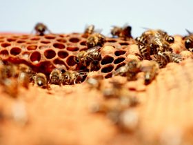 蜂胶有益于抗击癌症，念珠菌和寄生虫的免疫力