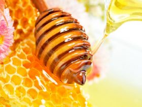欧洲流行的健康产品“蜂胶”