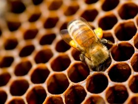 蜂胶补充健康益处，用途和副作用