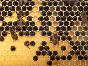 让您感到惊讶的9种蜂胶益处