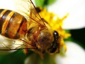 蜂胶，蜂蜜，蜂王浆的医学文献价值