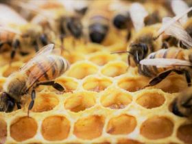 蜂胶的10种健康益处将改变你的生活