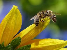 从蜂蜡到蜂胶，蜂产品的用途是众多的