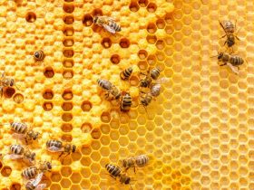蜂胶有哪些副作用与禁忌？