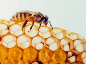 震撼：蜂胶到底能不能抗癌防癌？她用患癌身体给出了答案！