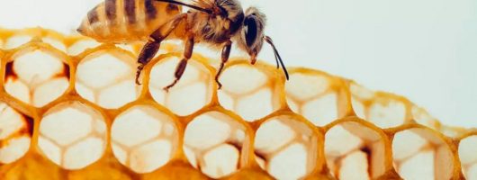 蜂胶有哪些神奇的功效？