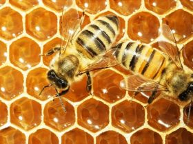 蜂胶为什么不能作为普通食品?