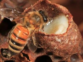 蜂王浆的12种潜在健康益处